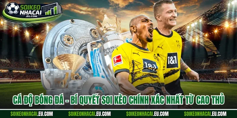 cá độ bóng đá